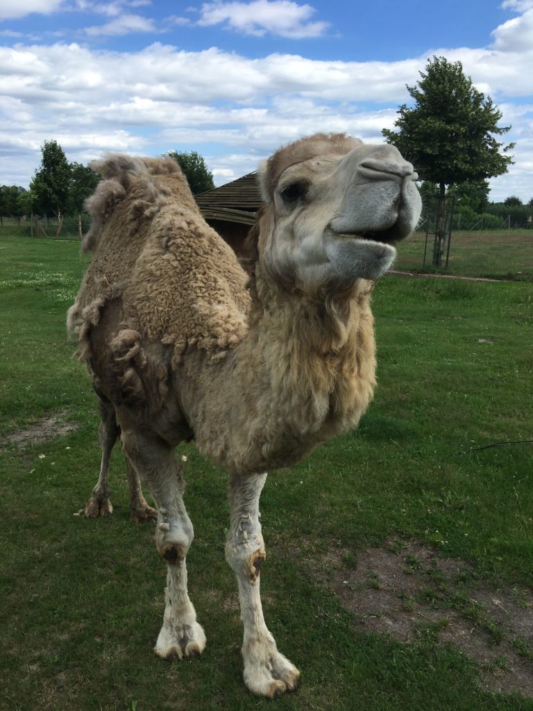 planer miesiąca sierpnia - zoo